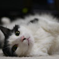 WillyKat